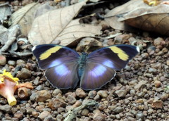 Euphaedra medon medon