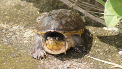 Claudius angustatus