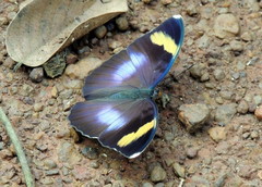Euphaedra medon medon