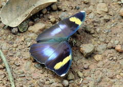 Euphaedra medon medon