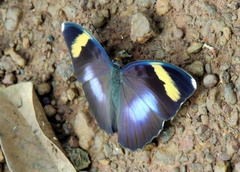 Euphaedra medon medon