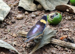 Euphaedra medon medon