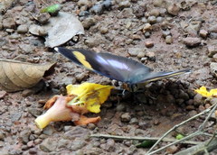 Euphaedra medon medon