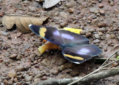 Euphaedra medon medon