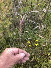 Pentapogon quadrifidus