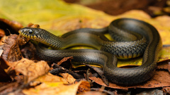 Olive Marsh Snake photo 2