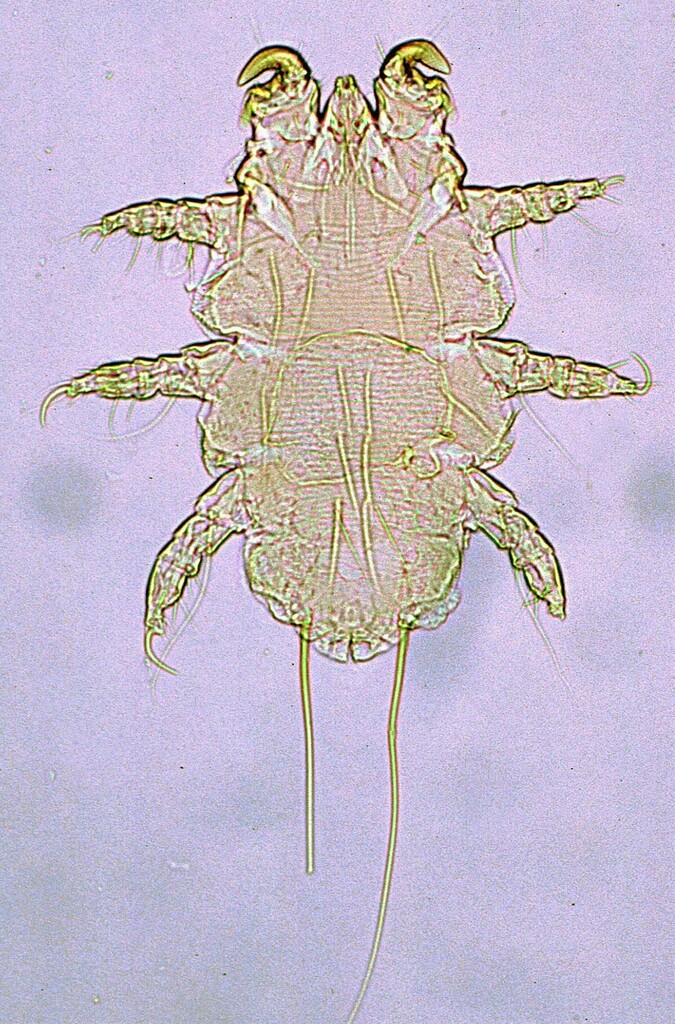 Myobia