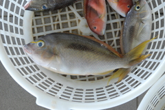 Scolopsis monogramma