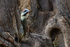 Campethera bennettii