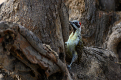 Campethera bennettii