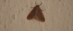 Eubaphe