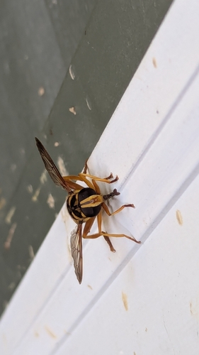Unknown species found near Ohio, US
