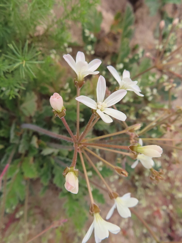 Pelargonium radulifolium, photograph 3