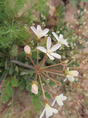 (c) linkie, some rights reserved (CC BY) Pelargonium radulifolium, photograph (c) linkie, some rights reserved (CC BY)