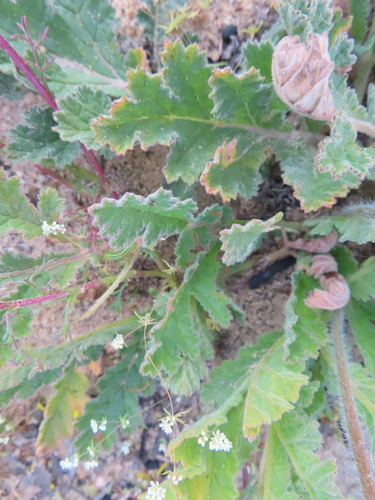 Pelargonium radulifolium, photograph 5