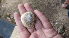 Gafrarium pectinatum