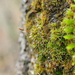 Small Hairy Screw-Moss - Photo (c) Andrew Simon, some rights reserved (CC BY-NC), uploaded by Andrew Simon