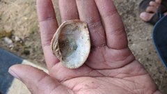 Gafrarium pectinatum