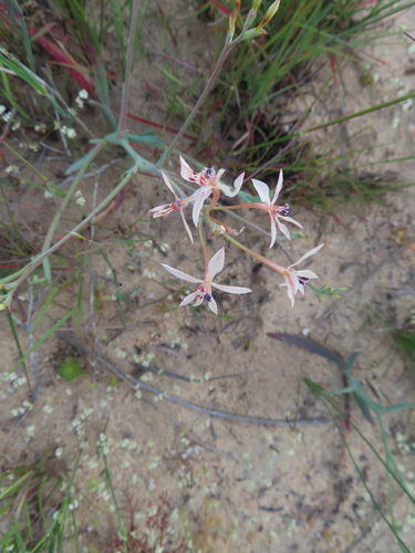 Lapeirousia anceps