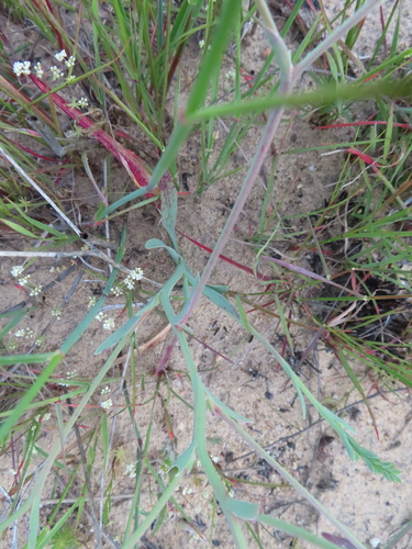 Lapeirousia anceps
