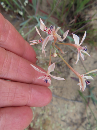 Lapeirousia anceps