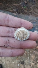 Gafrarium pectinatum