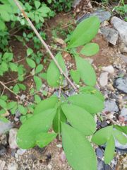 Erythroxylum havanense