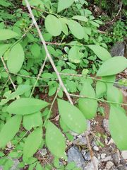 Erythroxylum havanense