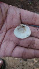 Gafrarium pectinatum