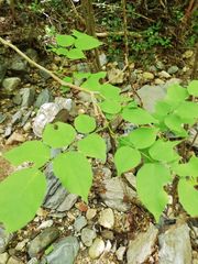 Dalbergia granadillo