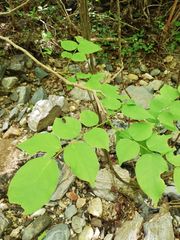 Dalbergia granadillo