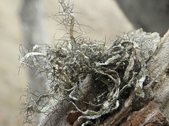 Heterodermia leucomelos