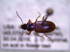 Bradycellus atrimedeus