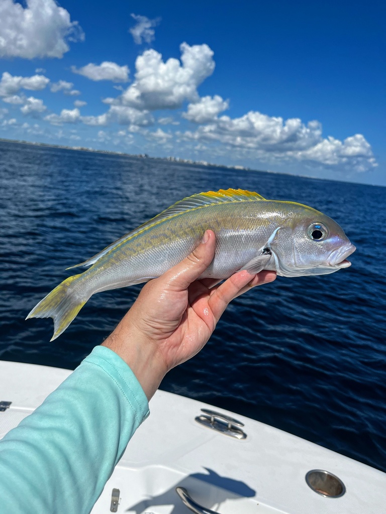 Blackline Tilefish (Caulolatilus cyanops) — Malacanthidae