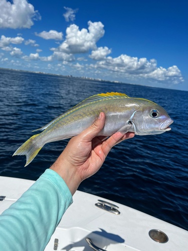 Blackline Tilefish (Caulolatilus cyanops) — Malacanthidae