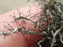 Heterodermia leucomelos