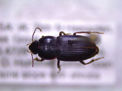 Discoderus parallelus