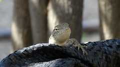 Microlophus occipitalis