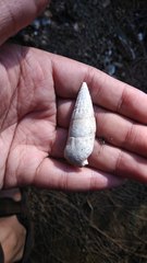 Rhinoclavis vertagus