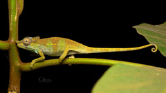 Poroto Single-Horned Chameleon photo 2