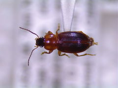 Agonoleptus thoracicus