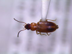 Bradycellus nigriceps