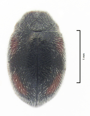 Scymnus blackburni