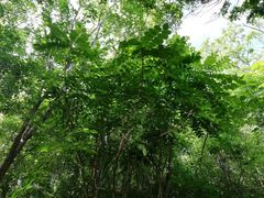 Comocladia macrophylla