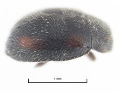Scymnus blackburni