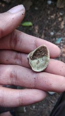 Anomalodiscus squamosus