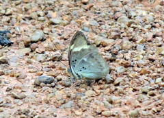 Euphaedra medon medon