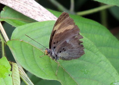 Euphaedra medon medon