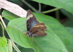 Euphaedra medon medon