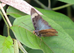 Euphaedra medon medon